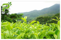 Pó do extrato da planta de chá verde que impede o teste UV radical dos Polyphenols 95% dos sintomas
